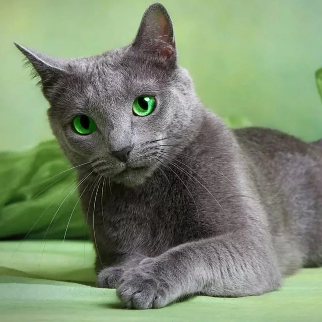 Female Russian Blue cat Callie
