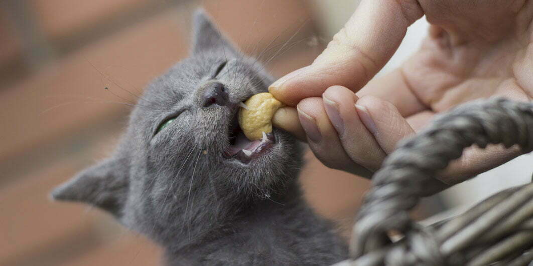 Russian Blue kitten is eating