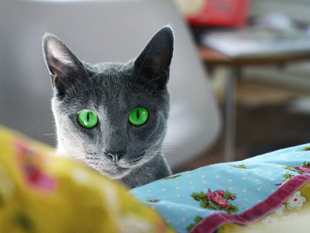 Awesome Russian Blue cat