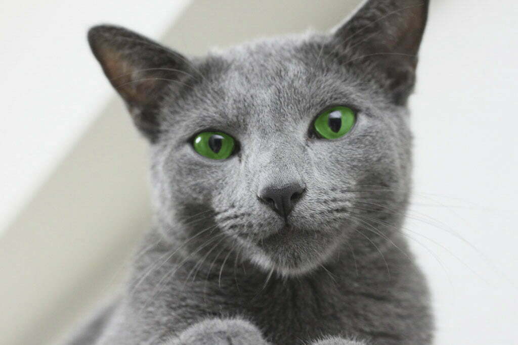Intelligent Russian blue cat
