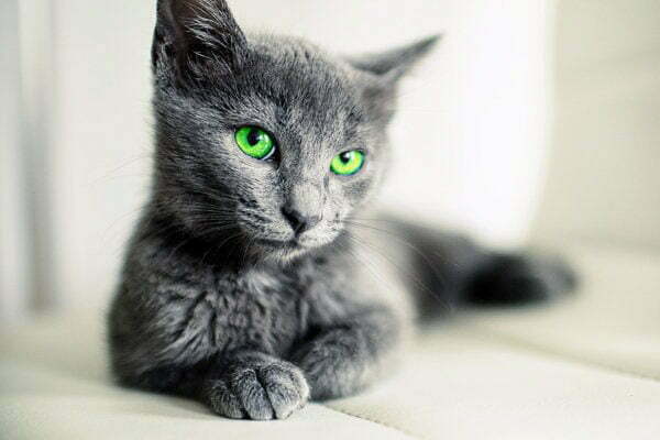 Cute Russian Blue kitten