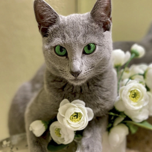 Adult Russian Blue female cat with flowers