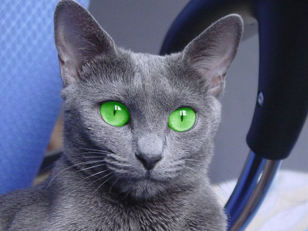 Blue Russian Cat with green eyes