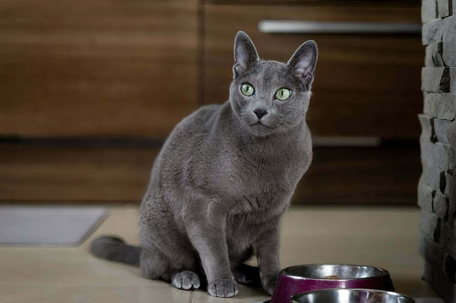 Russian Blue cat info