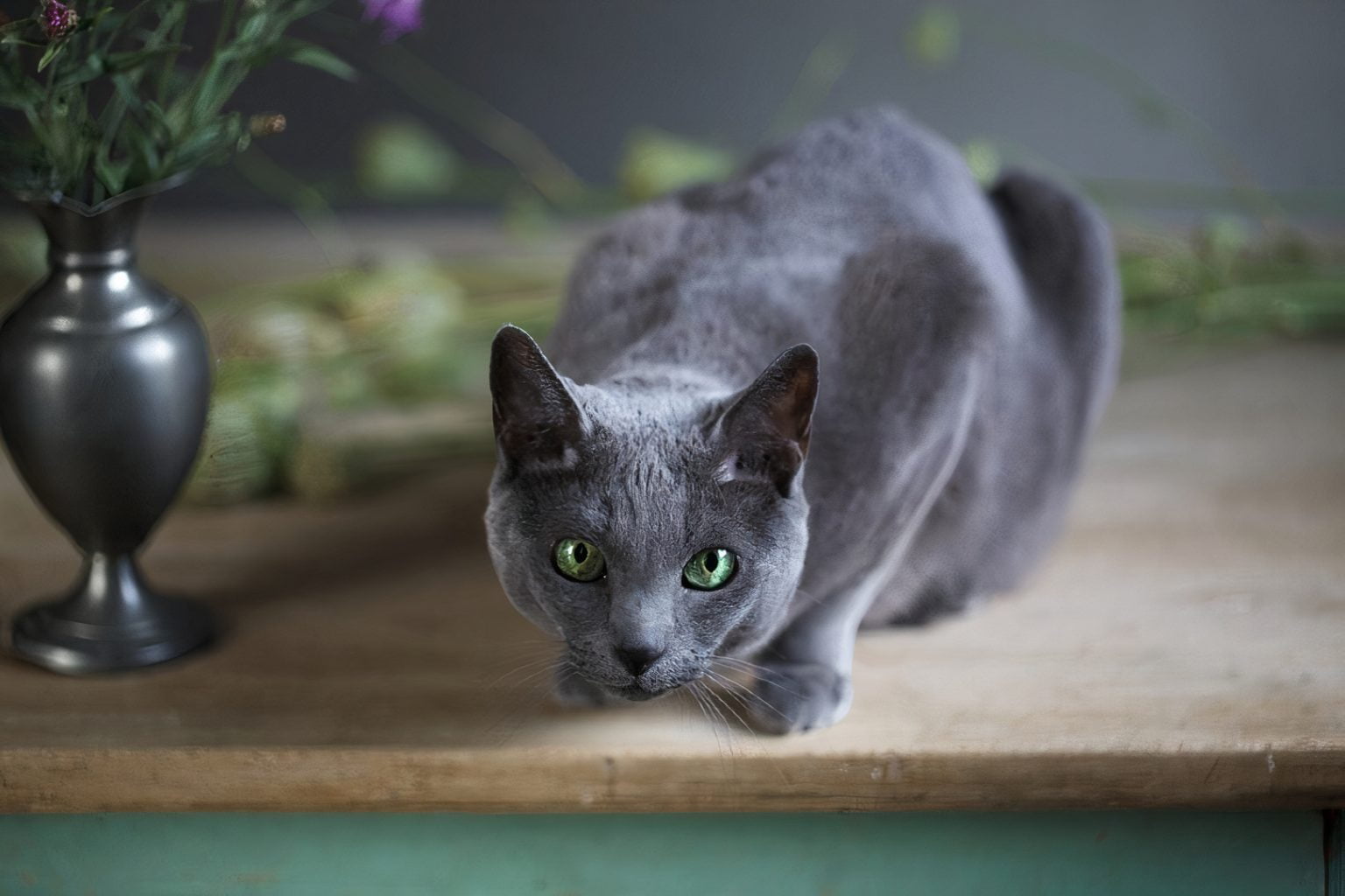 All about Russian Blue