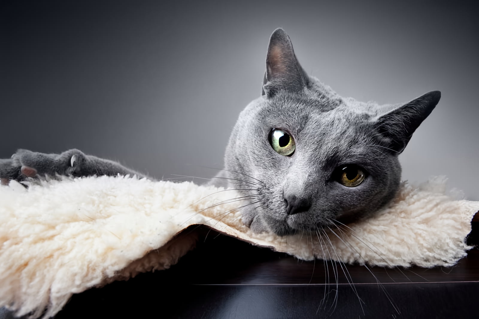 Russian blue cat