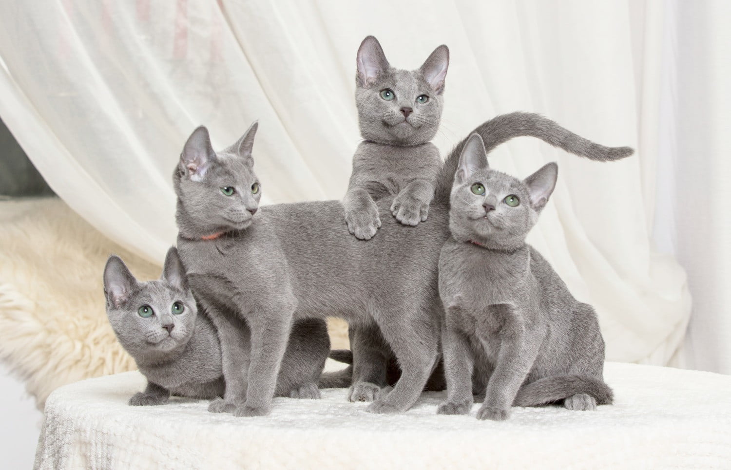 Russian Blue kittens reservation
