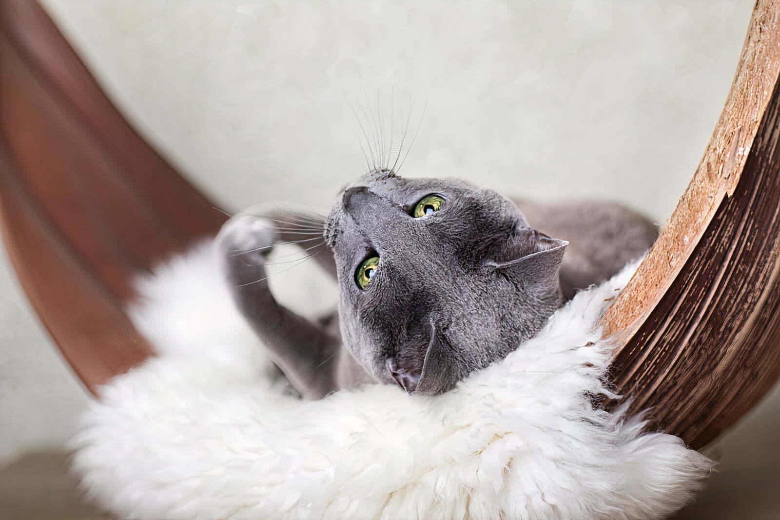 How to groom Russian Blue cat