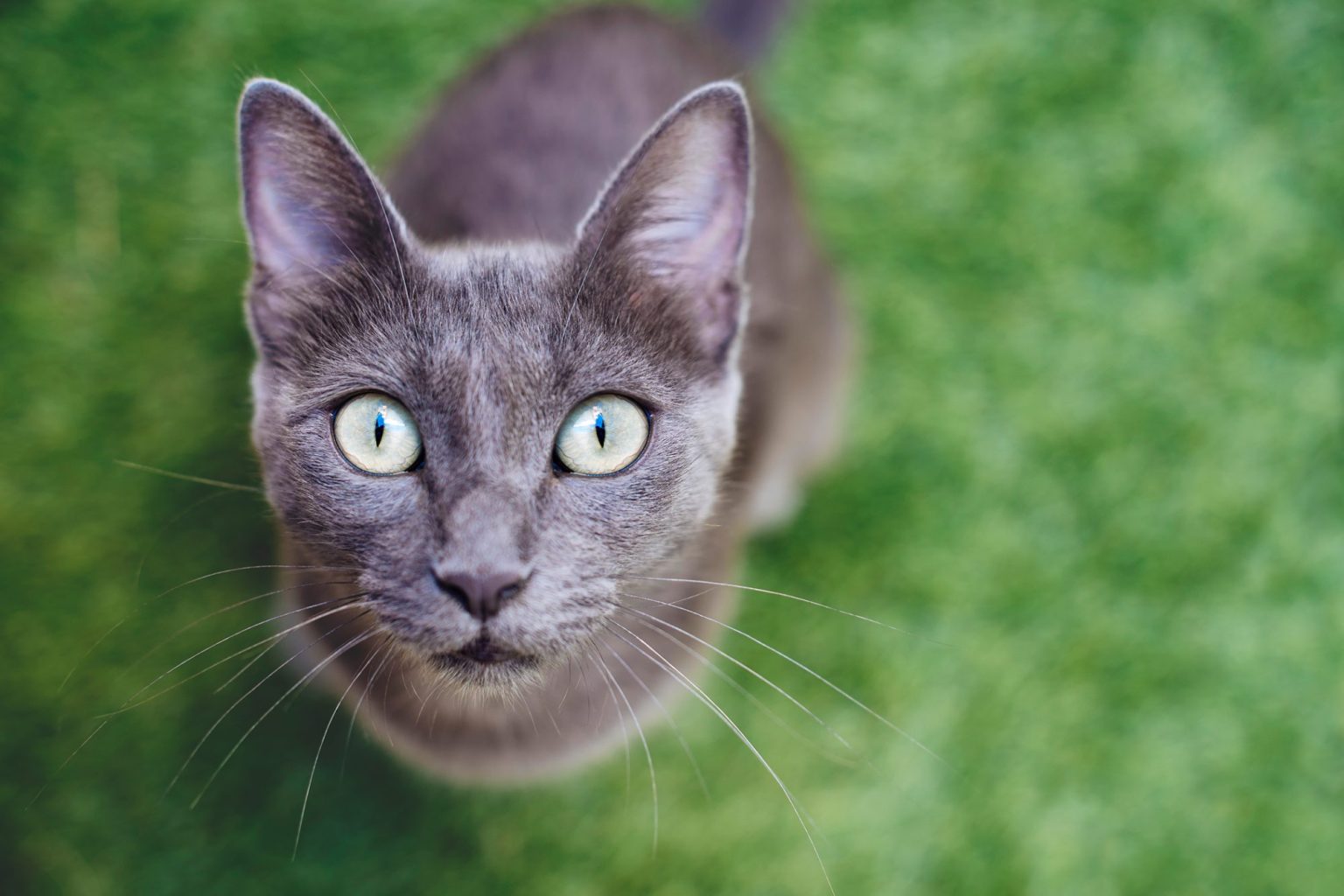 Russian Blue attached to one