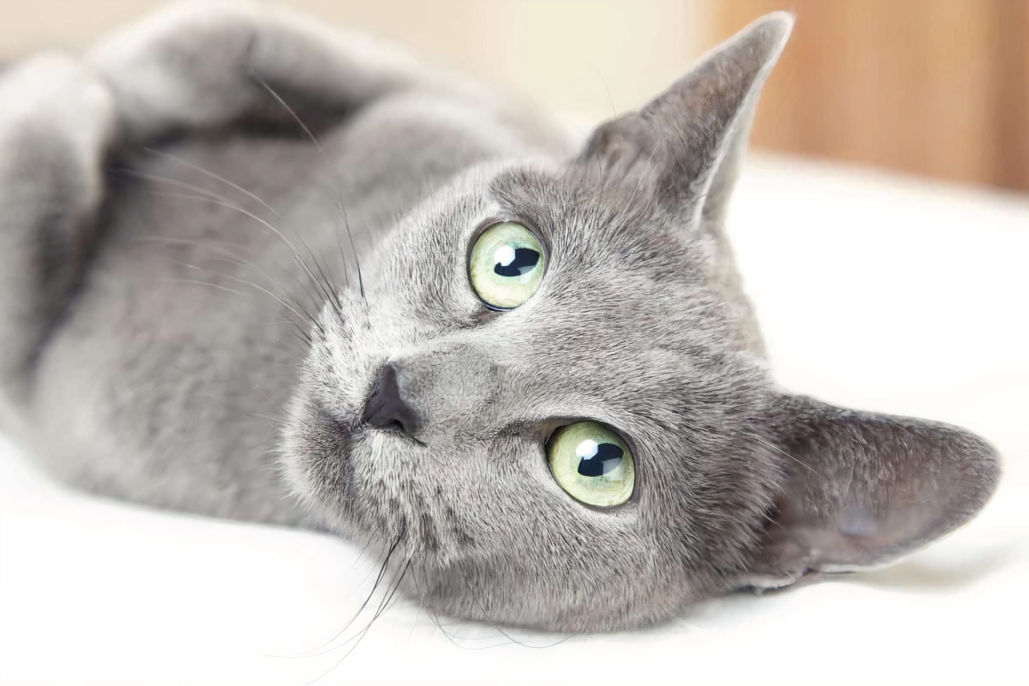 Myth about Russian Blue cats