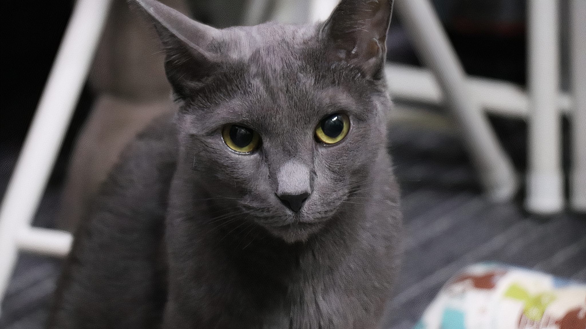 Russian Blue cat training