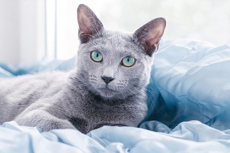 Ultimate Guide to Russian Blue Cat Information | Via Emilia