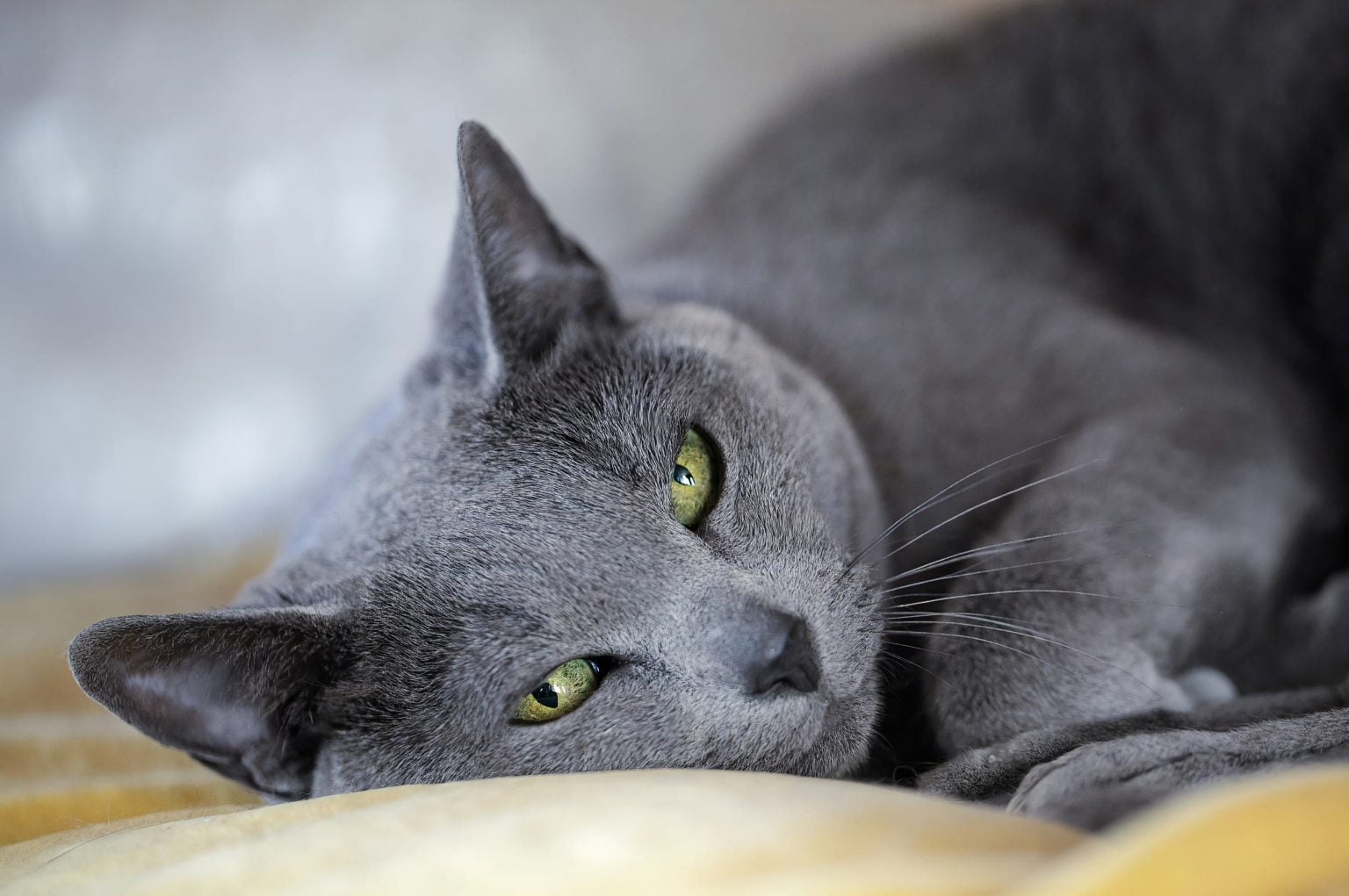 Russian Blue Cat personality