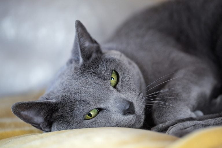 Russian Blue Personality