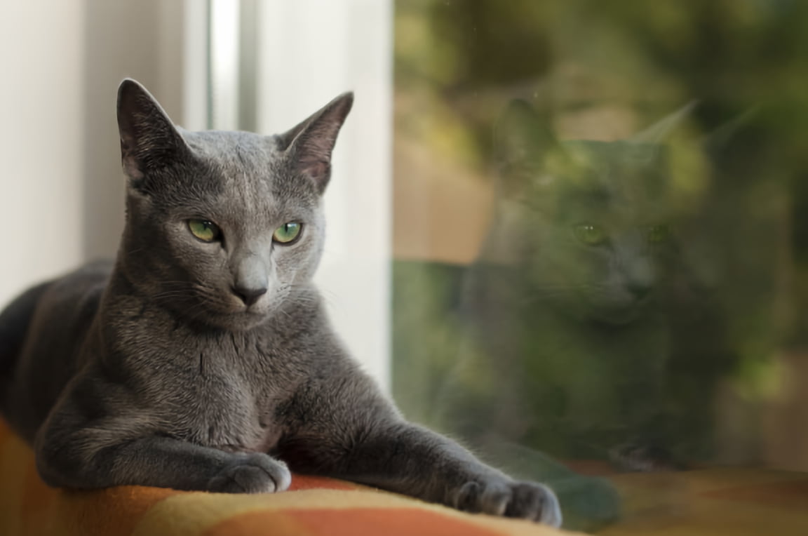 What to know before buying a Russian Blue
