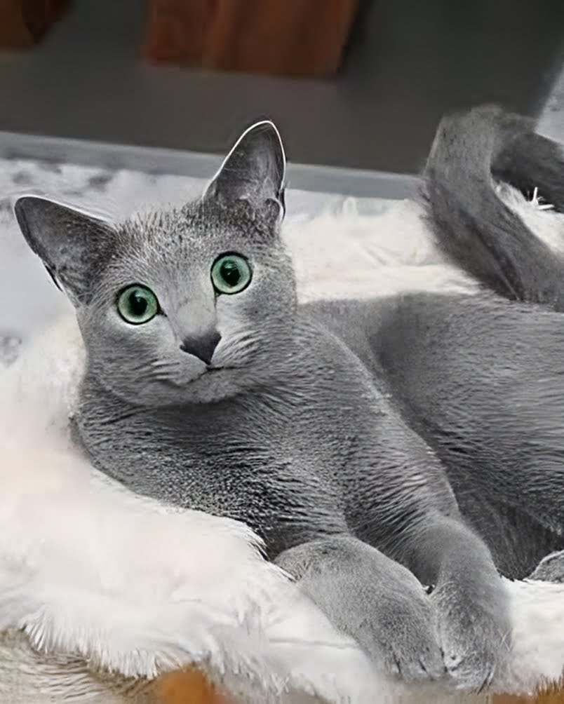 The Allure of Russian Blue Kittens