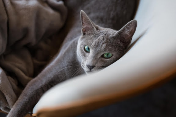 Owning a Russian Blue Kitten in Your Home