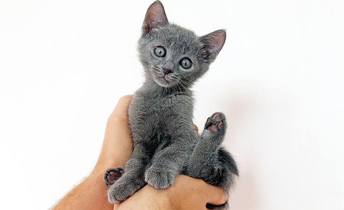 Russian blue owing