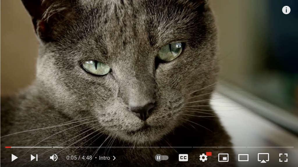 grey cat youtube