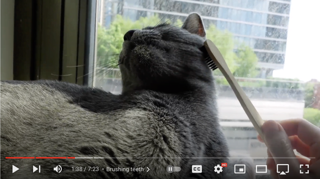 sharing experience of russian blue grooming