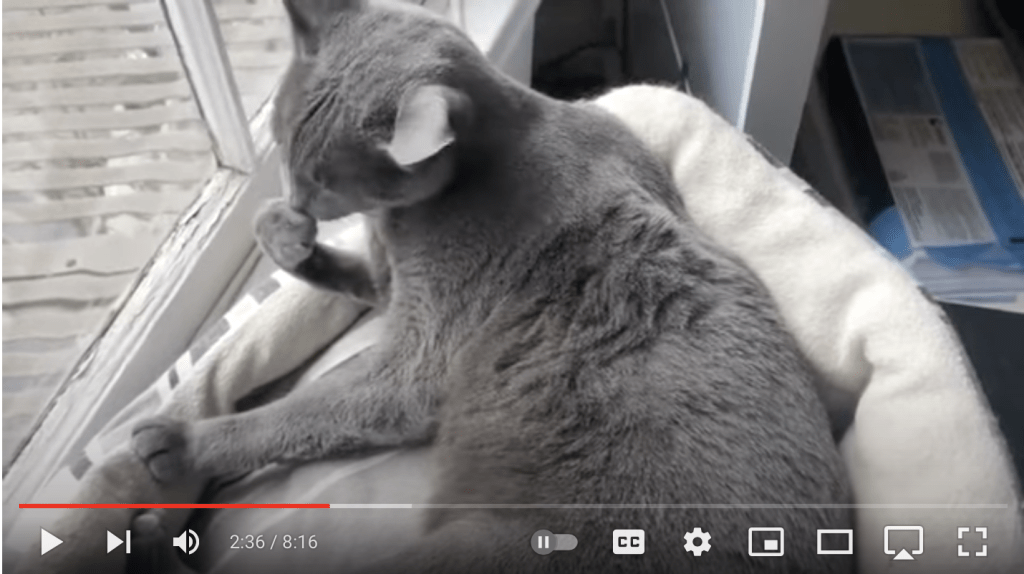 grey cat youtube