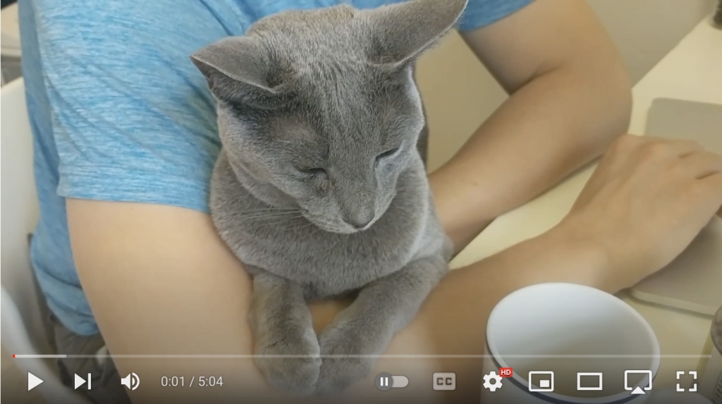 Russian Blue loves her dad