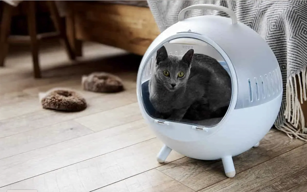 Russian blue cat sitting in his home