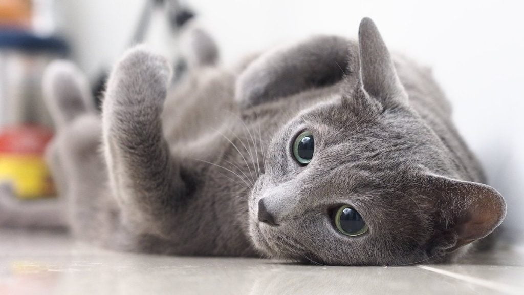Top 10 things to know about Russian blue