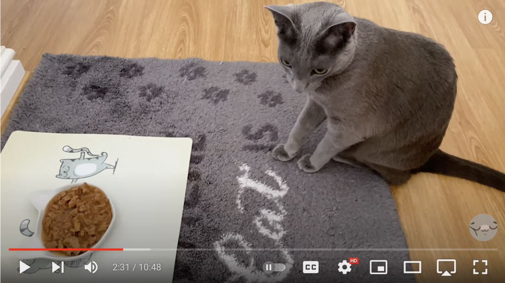 video about a day in life with russian blue cat