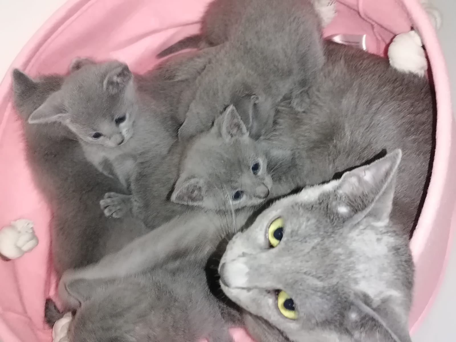 Kittens for Breeding Russian Blue Cattery Via Emilia