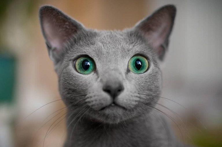 russian blue cats top 10 to know