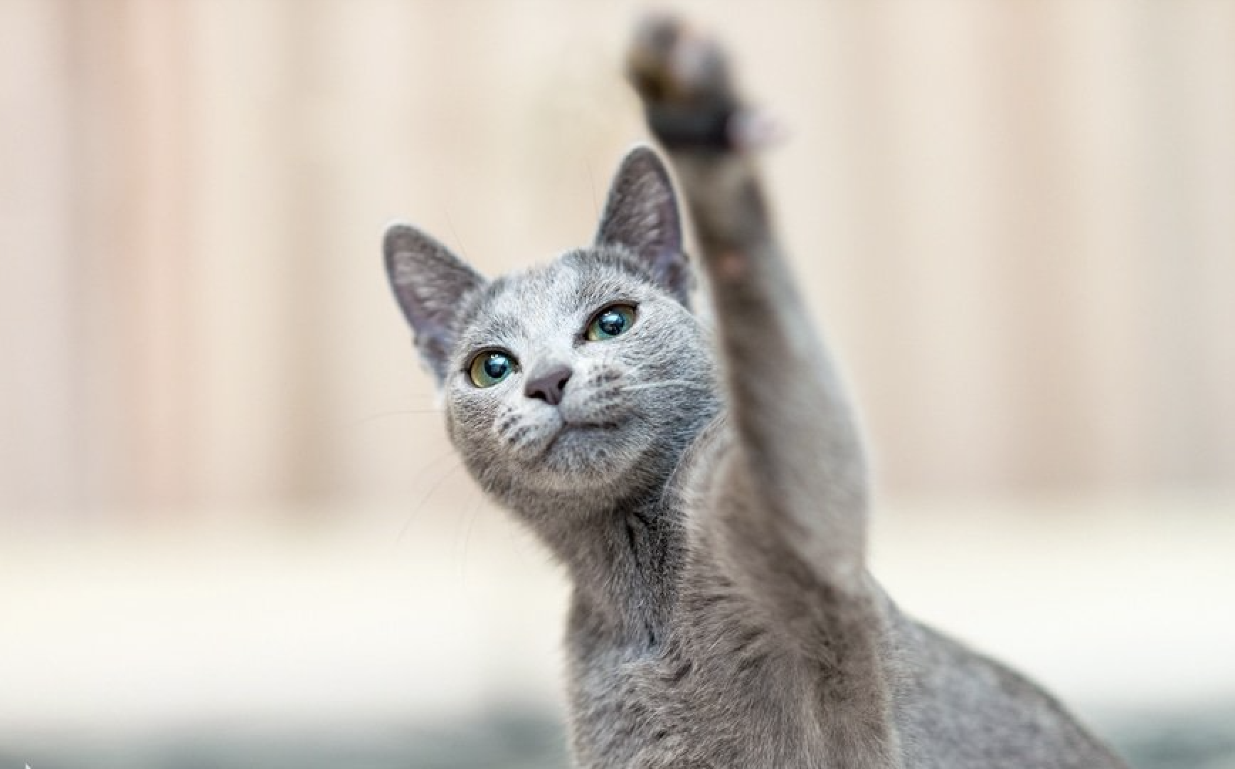 Russian blue 2024 green eyes