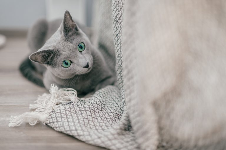 Russian Blue Cats: Hypnotic Eyes and Silky Fur