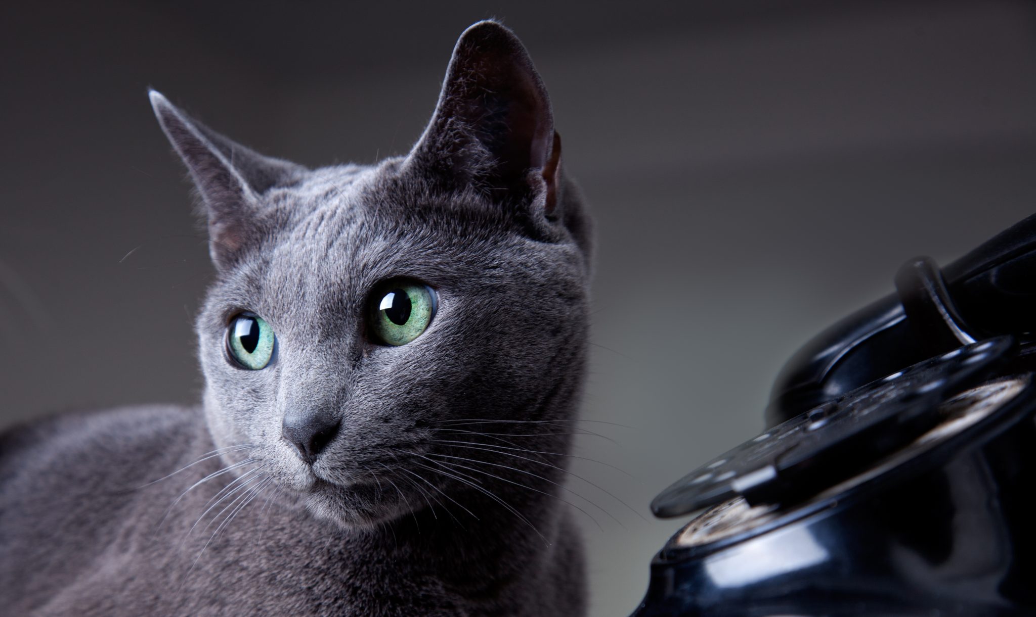 Russian Blue Kitten With Blue Eyes
