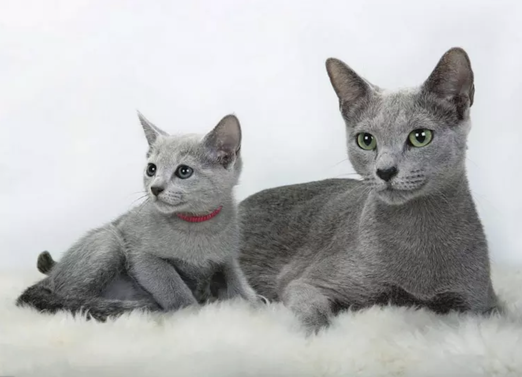 russian blue kitten with its mom