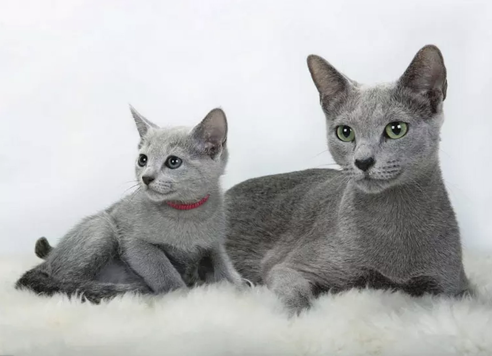 Russian Blue Breeder Russian Blue Cattery Via Emilia