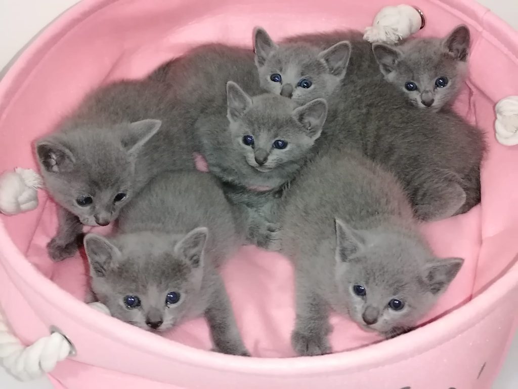 Newborn Russian Blue kittens