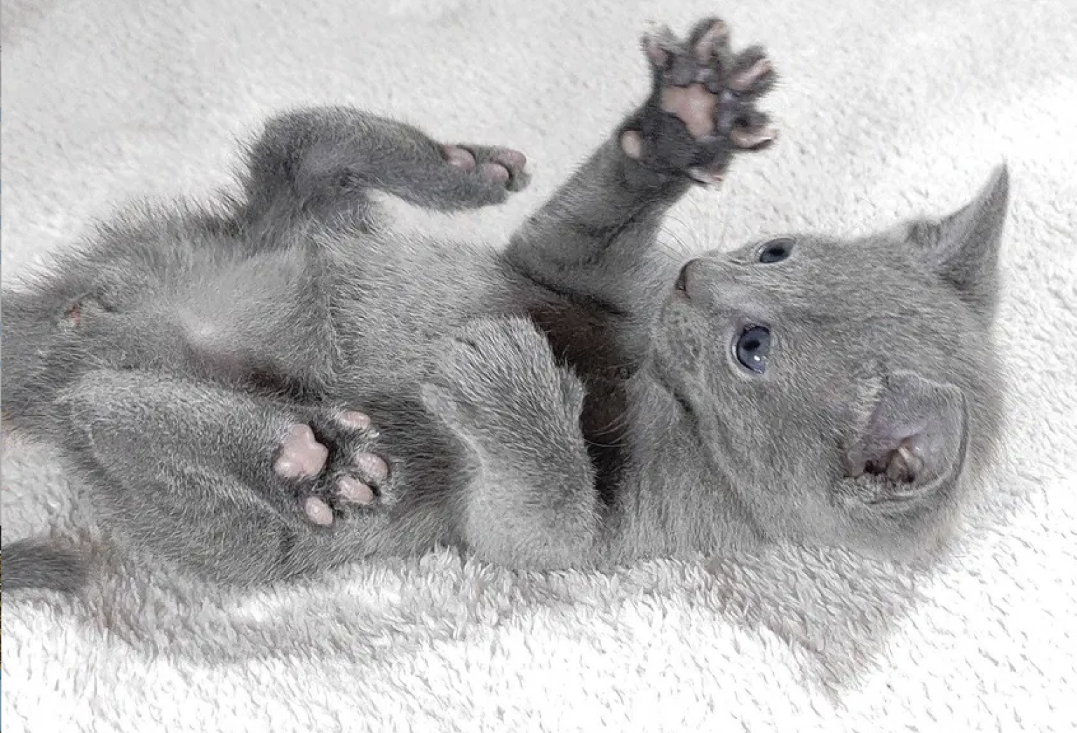 russian blue newborn kitten