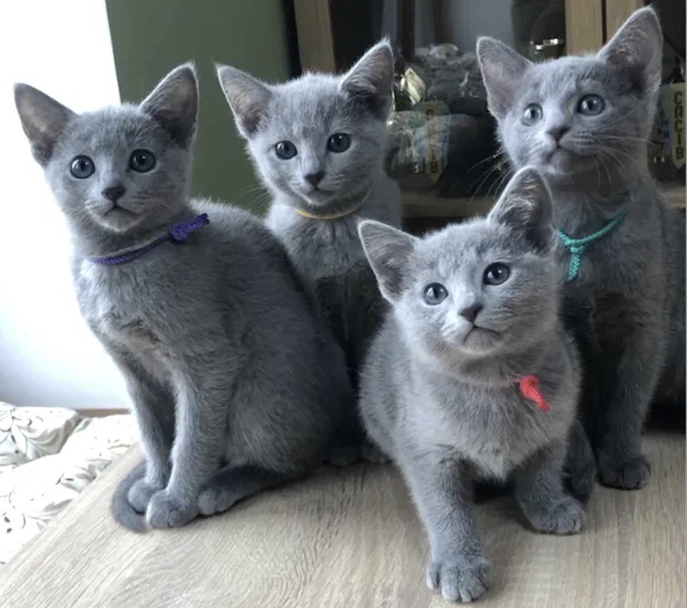 lovely russian blue kittens