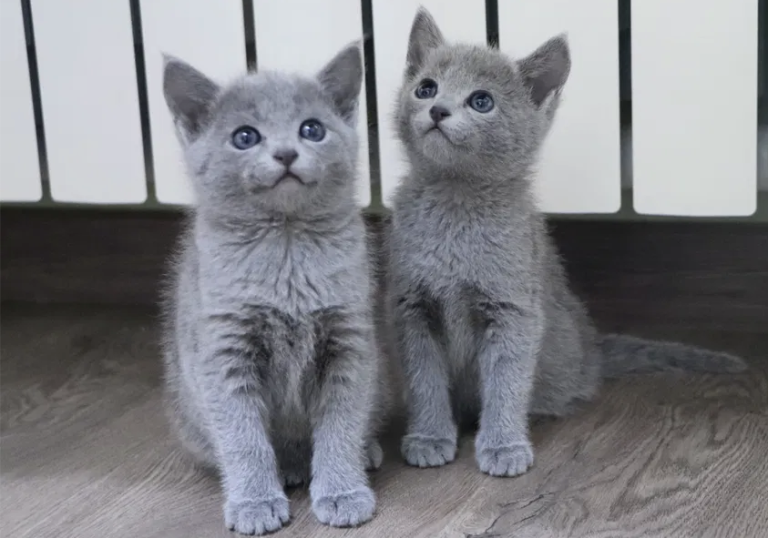 photo russian blue kittens